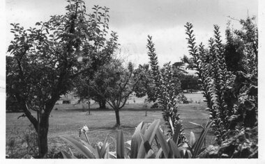 Photograph of an orchard at Churchill Island, Unknown