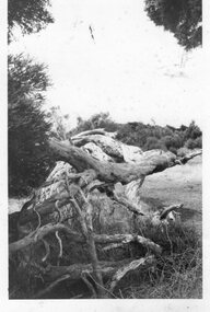Photograph of twisted logs, Unknown