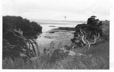 Photograph of shoreline with moonah trees, Unknown