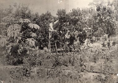 Photograph of three men posing in orchard, 19th century