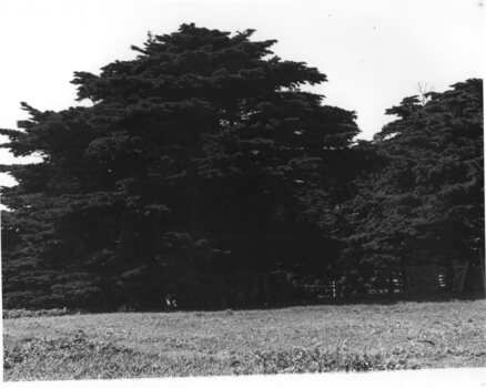 Photograph of paddock and large trees