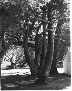 Photograph of stand of trees