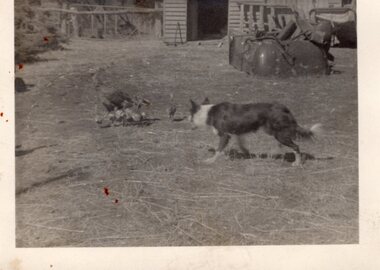 A photograph shows the dog 'Jock' herding some ducks near Amess Barn.