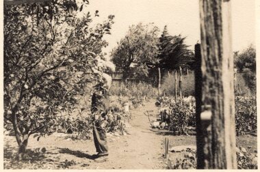 Photograph - Black and white photograph of man in orchard