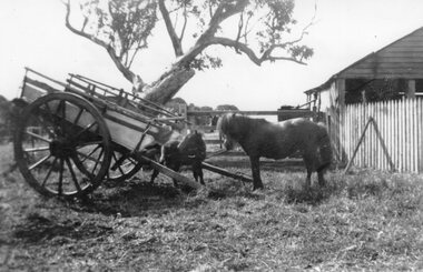 Photograph - Black and white photograph of horses and cart, c.1939
