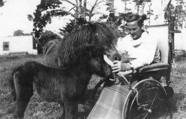 Photograph - Black and white photograph of Ted Jenkins feeding a Shetland pony and a foal, c.1939