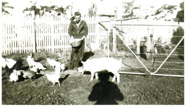 Photograph - Black and white photograph of man feeding chickens, c.1939