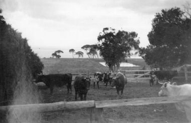 Photograph - Black and white photograph of milking cows, c.1940