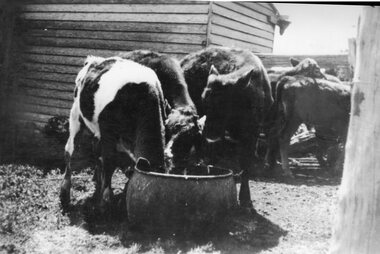 Photograph - Photograph of cows
