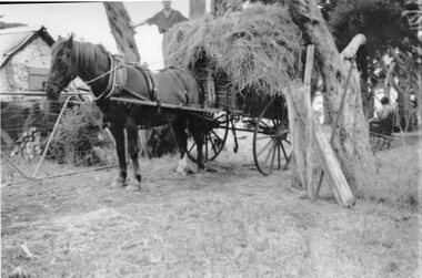 Photograph - Black and white photograph of a cart loaded with hay, c.1940