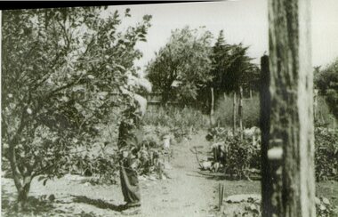 Photograph - Photograph of Harry Jenkins in the vegetable garden