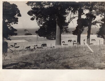 Photograph - Photograph of cows in pasture
