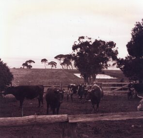 Photograph - Photograph of cows in the milking yard