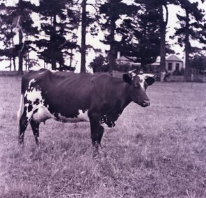 Photograph - Photograph of a cow