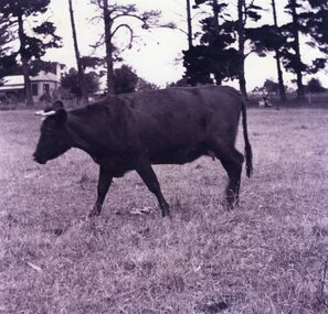 Photograph - Photograph of a cow, C.1939