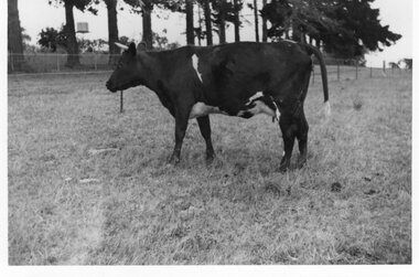 Photograph - Photograph of a cow, C.1941