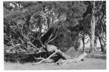 Photograph - Photograph of fallen moonah trees