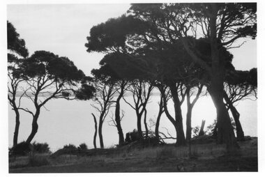 Photograph - Photograph of treeline by the shore
