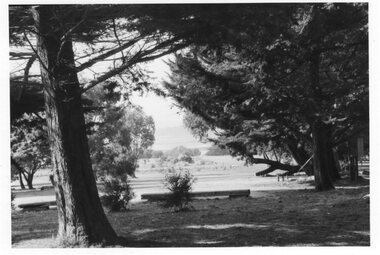 Photograph - Photograph of pine trees surrounding a pasture
