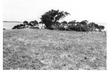 Photograph - Photograph of pasture and trees