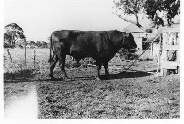 Photograph - Photograph of cow