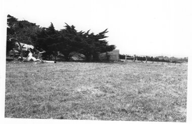 Photograph - Photograph of a paddock with trees