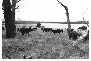Photograph - Photograph of cattle