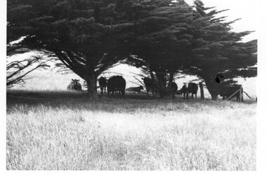 Photograph - Photograph of cattle behind a fence