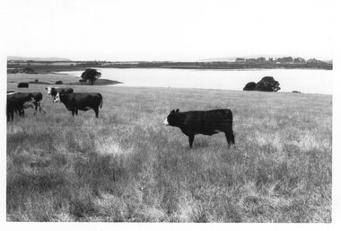 Photograph - Photograph of cattle