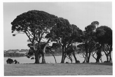 Photograph - Photograph of moonah trees behind a pasture