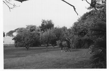 Photograph - Photograph of horse in the orchard
