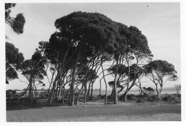 Photograph - Photograph of group of trees