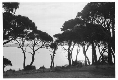 Photograph - Photograph of trees by the shoreline