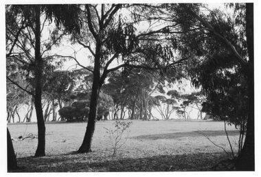 Photograph - Photograph of pasture surrounded by trees