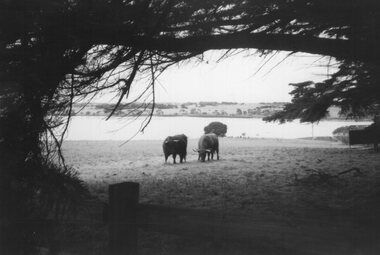 Photograph - Photograph of two grazing cows