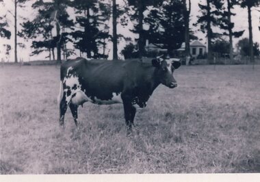 Photograph - Photograph of a cow, 09/03/1997