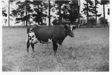 Photograph - Photograph of a cow, 09/03/1997