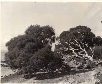 Photograph of group of moonah trees