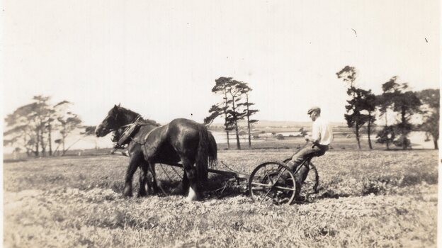 Photograph of two horses ploughing