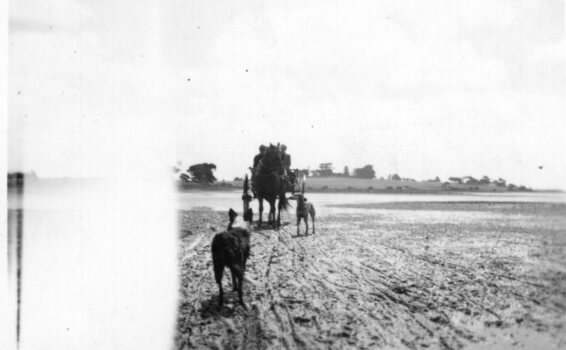 Photograph of dog running towards horse ploughing