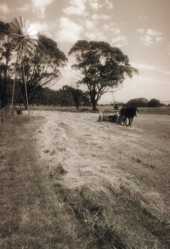 Photograph of woman gathering hay on horse