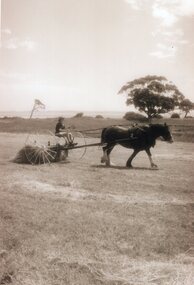 Photograph of horse pulling cart raking hay