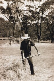 Photograph of man raking hay