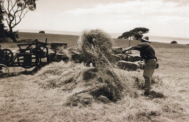 Photograph of man pitchforking hay