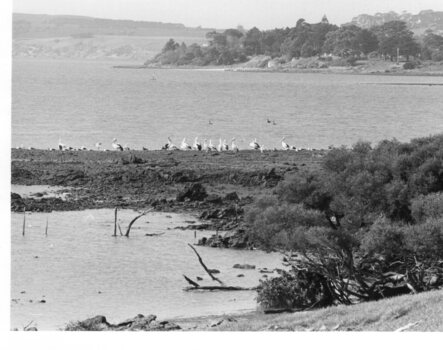 Photograph of pelicans on the Churchill Island shoreline