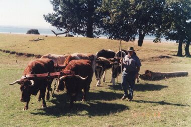 Photograph of group of oxen and man