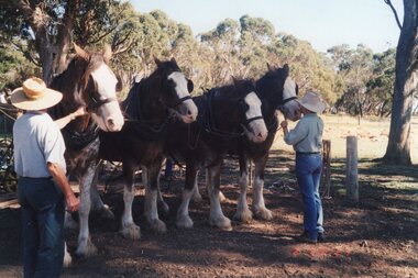 Photograph of four Clydesdales