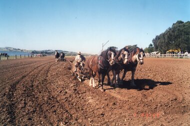 Photograph of horses ploughing fields