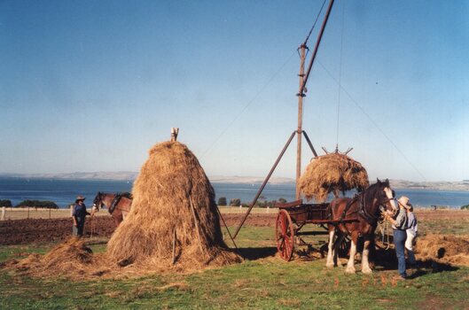 Photograph of haystack with Clydesdale