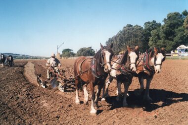 Photograph of team of horses ploughing a field